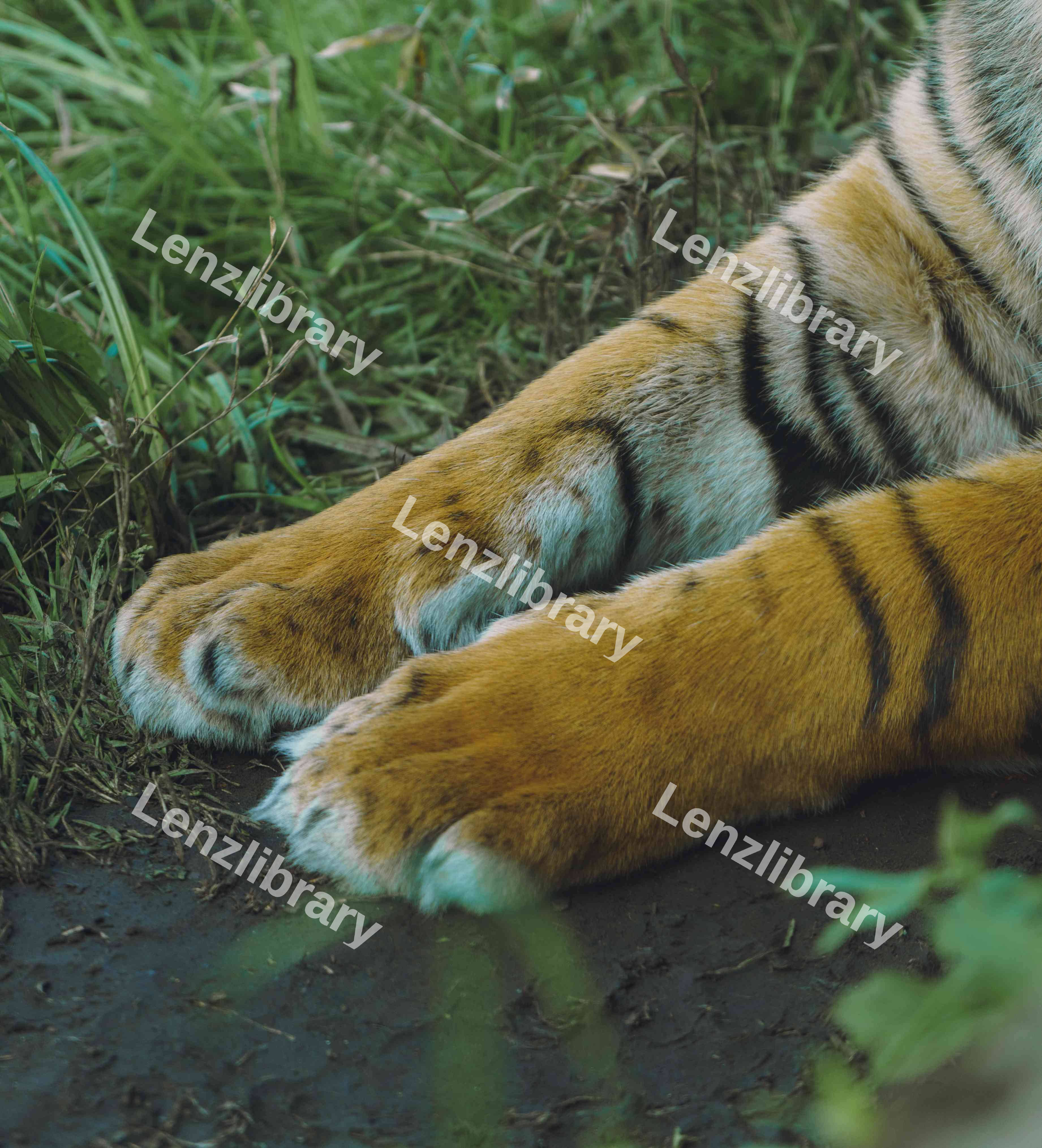 Tiger Paws